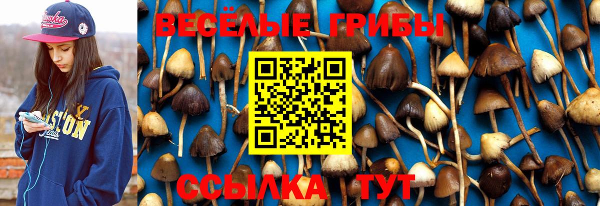 Псилоцибиновые грибы Cubensis Клинцы